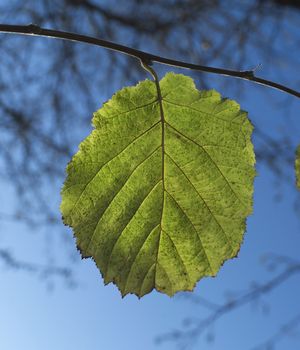 Green Leaf on blye sky background