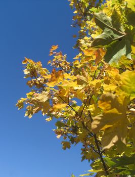 Autumn Leafes towards blue sky