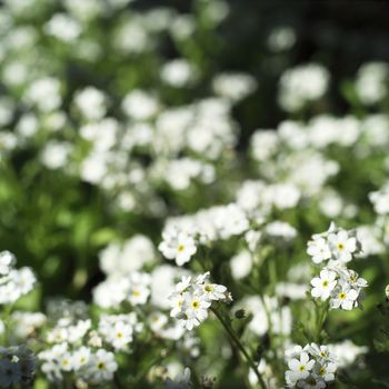Full frame of white flowers