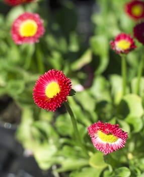 Close up of red flowers