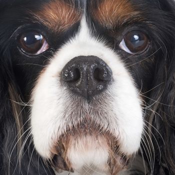 young cavalier king charles in front of white background