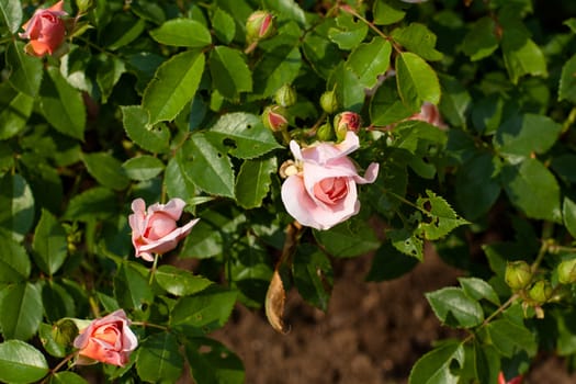Pink roses in a summer garden
