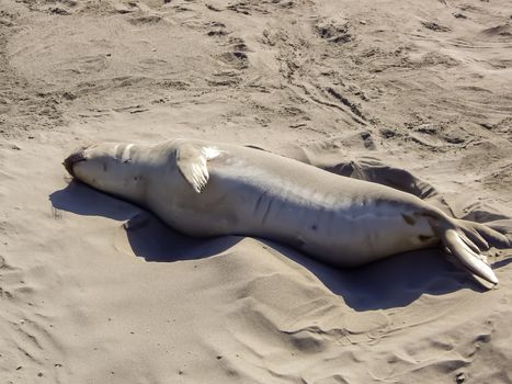 Elephant Seal sunbathing on California caost
