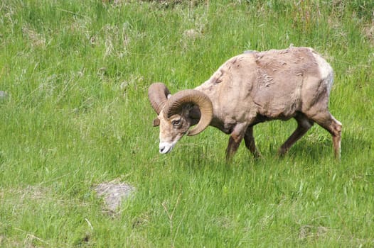 Bighorn Sheep loses Winter coat