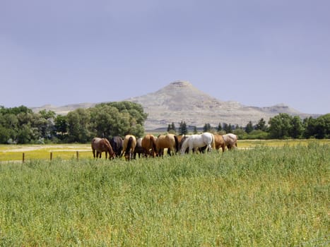 Herd of horses in rural Montana USA