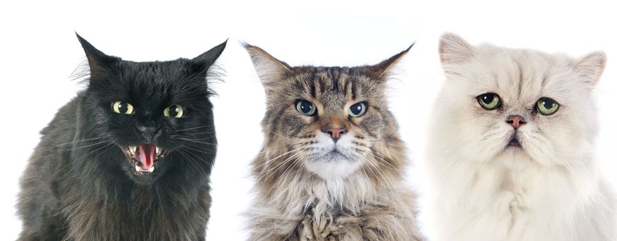 three angry cats  in front of white background