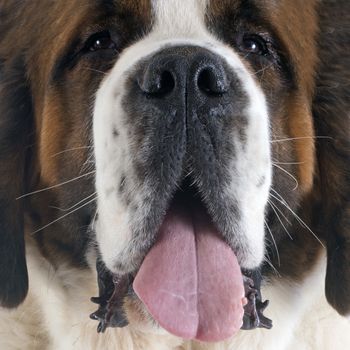 portrait of a purebred Saint Bernard in a studio