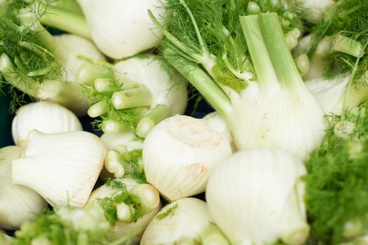 Fresh fennel heads for sale on farmers market, in Aix en Provence, South France