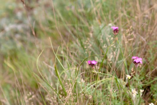 Pink wildflower and green grass 
