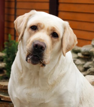 young yellow labrador portrait sitting close up
