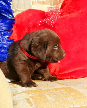 happy chocolate labrador puppy with toys on the air