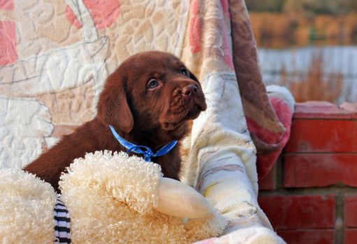 happy chocolate labrador puppy with toys