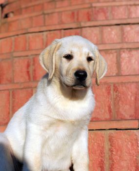happy yellow labrador puppy portrait close up