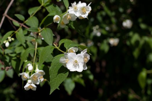 White flowers and green leaves on the bush in sunny day
