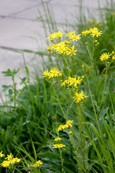 Yellow wildflower in green field in a city
