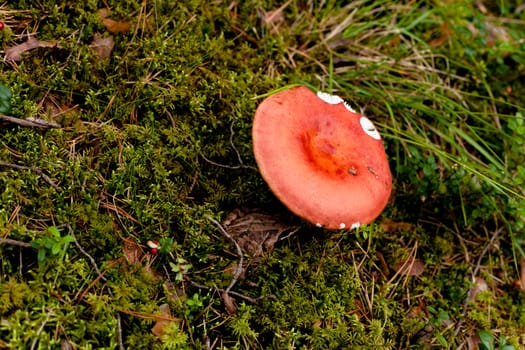 Pink mushroom in a forest
