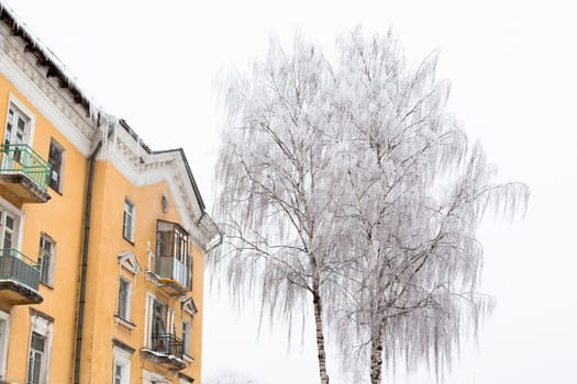 White trees and yellow building in winter in Uglich
