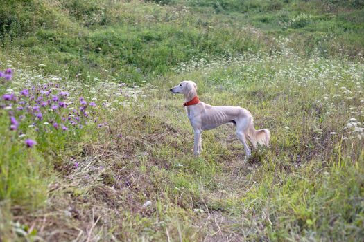 Standing white saluki in green grass
