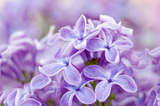 Blooming lilac flowers. Abstract background. Macro photo.