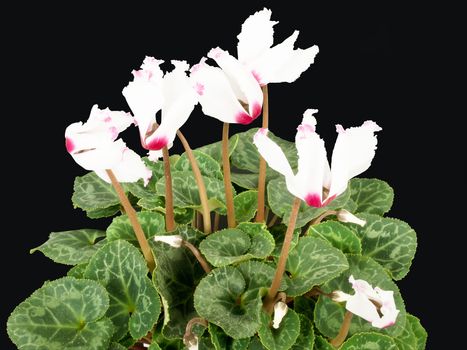 cyclamen flowers isolated on black background