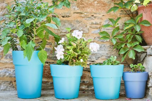 Four blue plant pots in a garden