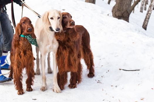 White saluki and two irish setters standing near a person on snow
