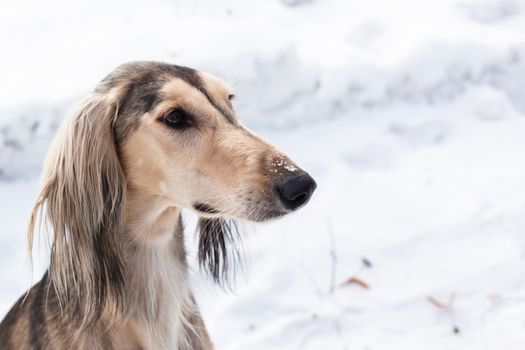 A portrait of grey saluki on white
