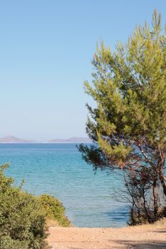 Seaside view in Alonissos, Greece with pine tree and blue sea
