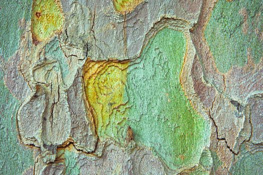 Colorful tree bark as a detailed background image