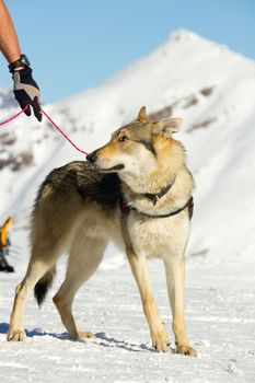 rescue dog on snow