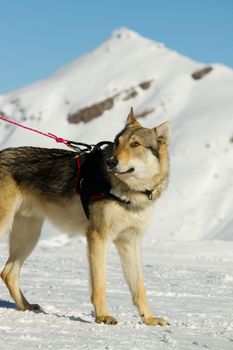 rescue dog on snow