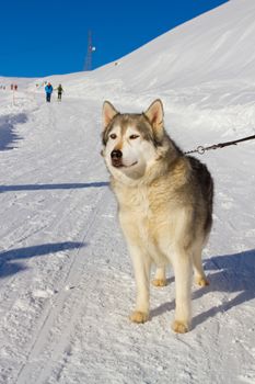 husky dog in the snow