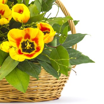 yellow tulips in a basket on a white background 