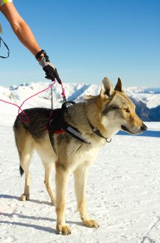 rescue dog on snow