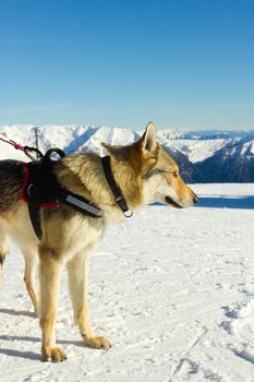 rescue dog on snow