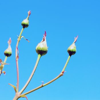 Rosebuds on the branch over deep blue sky