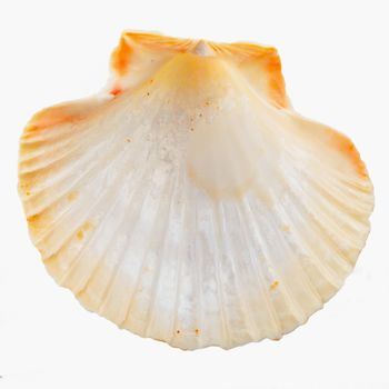 Scallop shell isolated over a white background