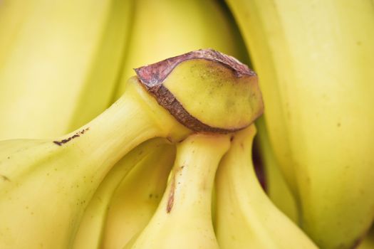 Close up of bunches of bananas with shallow depth of field