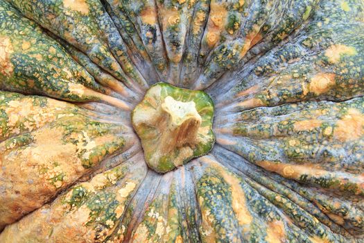 Close-up of pumpkin