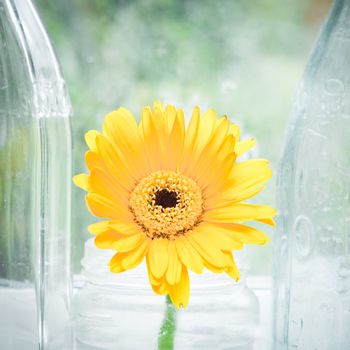 Yellow flower in a glass vase on a window sill