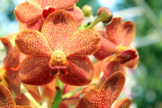 Close-up of Orchid