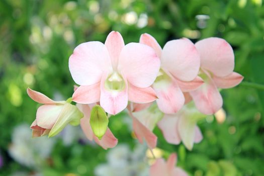 Close-up of Orchid