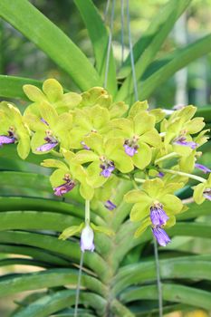 Close-up of Orchid