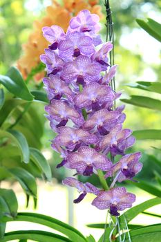 Close-up of Orchid