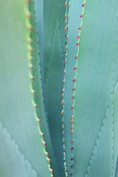 Sharp pointed agave plant leaves