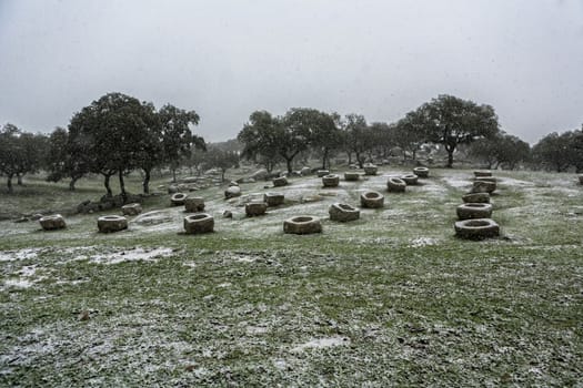 Holm oaks scenery with stones troughs where the cattle eats in spring, taken just before starting to snow, Parque Natural de Sierra Morena, Andujar, Andalusia, Spain
