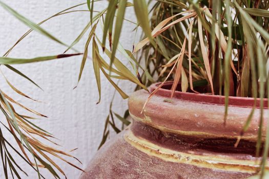 Close up of a hosue plant with dying leaves