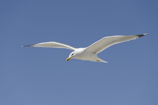 seagull flying on a blue sky