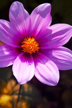 Close-up of a flower, Civic Center, San Francisco, California, USA