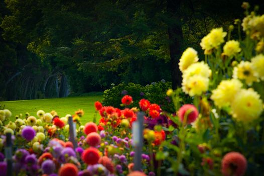 Flowers in a garden, Civic Center, San Francisco, California, USA